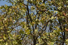 Crataegus viridis glabriuscula
