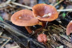 Lactarius tabidus
