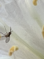 Phthiriinae