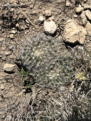 Mammillaria heyderi