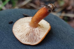 Lactarius tabidus