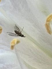 Phthiriinae