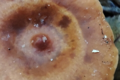 Lactarius tabidus