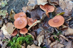 Lactarius tabidus