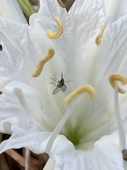 Phthiriinae