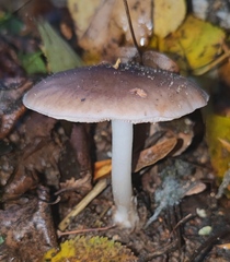 Pluteus cervinus