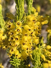 Erica parilis