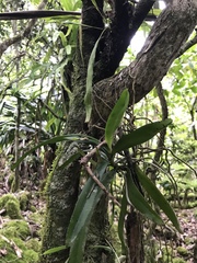 Tuberolabium guamense