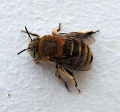 Amegilla garrula