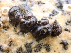 Littorina sitkana