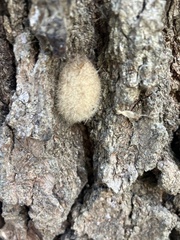 Druon quercuslanigerum