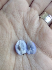 Palicourea caerulea