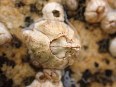 Balanus glandula