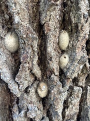 Druon quercuslanigerum