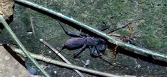 Typopeltis crucifer