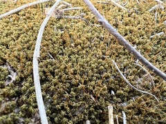 Tortella squarrosa
