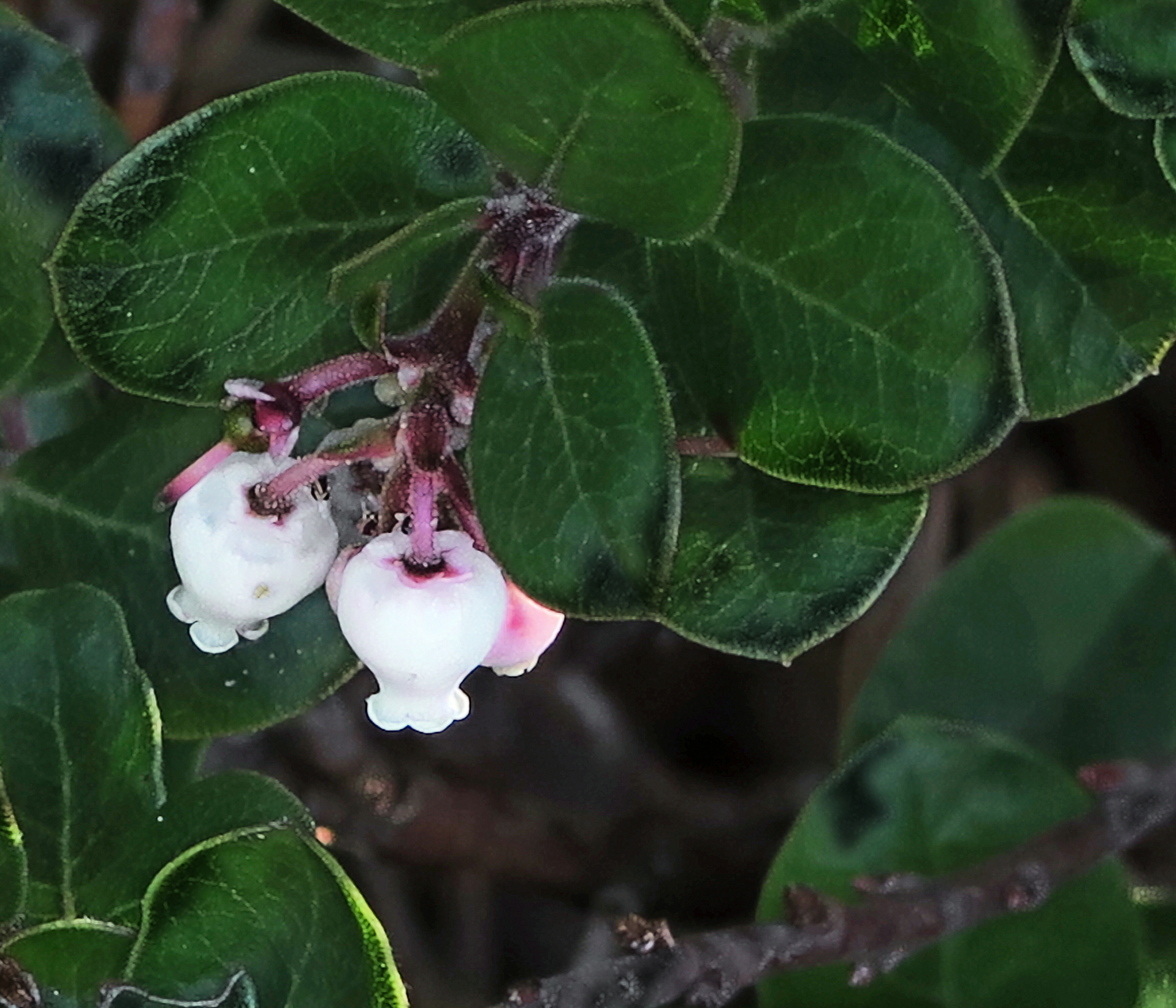 Arctostaphylos edmundsii