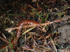 Scolopocryptops