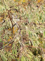 Elaeagnus angustifolia