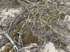 Tortella squarrosa