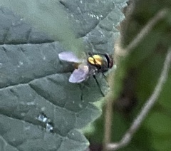 Lucilia