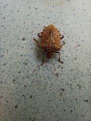 Halyomorpha halys