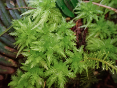 Sphagnum