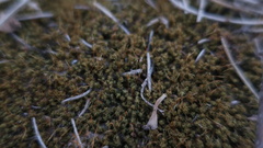 Tortella squarrosa