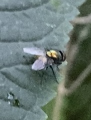 Lucilia
