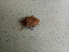 Halyomorpha halys