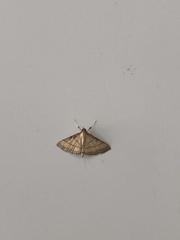 Cnaphalocrocis medinalis