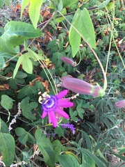 Passiflora loefgrenii