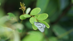 Appias libythea olferna