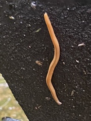 Bipalium adventitium