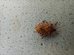 Halyomorpha halys