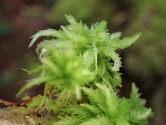 Sphagnum