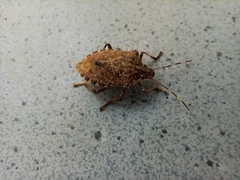 Halyomorpha halys