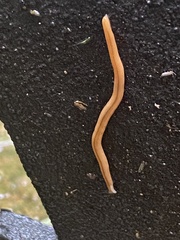 Bipalium adventitium