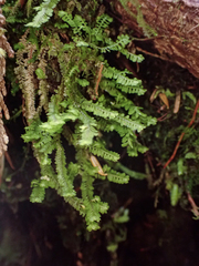 Macrodiplophyllum rubrum