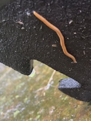 Bipalium adventitium