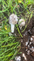 Coprinopsis atramentaria