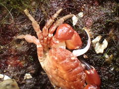 Lophopanopeus bellus