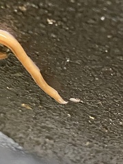 Bipalium adventitium