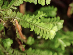 Macrodiplophyllum rubrum