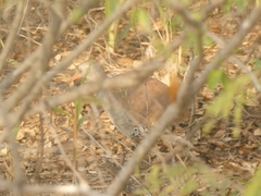 Crypturellus tataupa