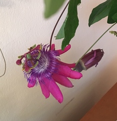 Passiflora loefgrenii