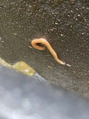 Bipalium adventitium