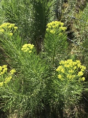 Hymenolepis crithmifolia