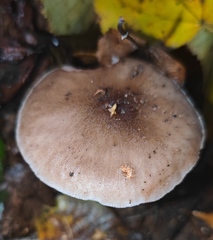 Pluteus cervinus