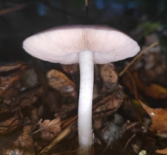 Pluteus cervinus